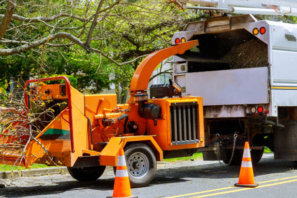 How Our Tree Care Process Works  in  Montague, MI